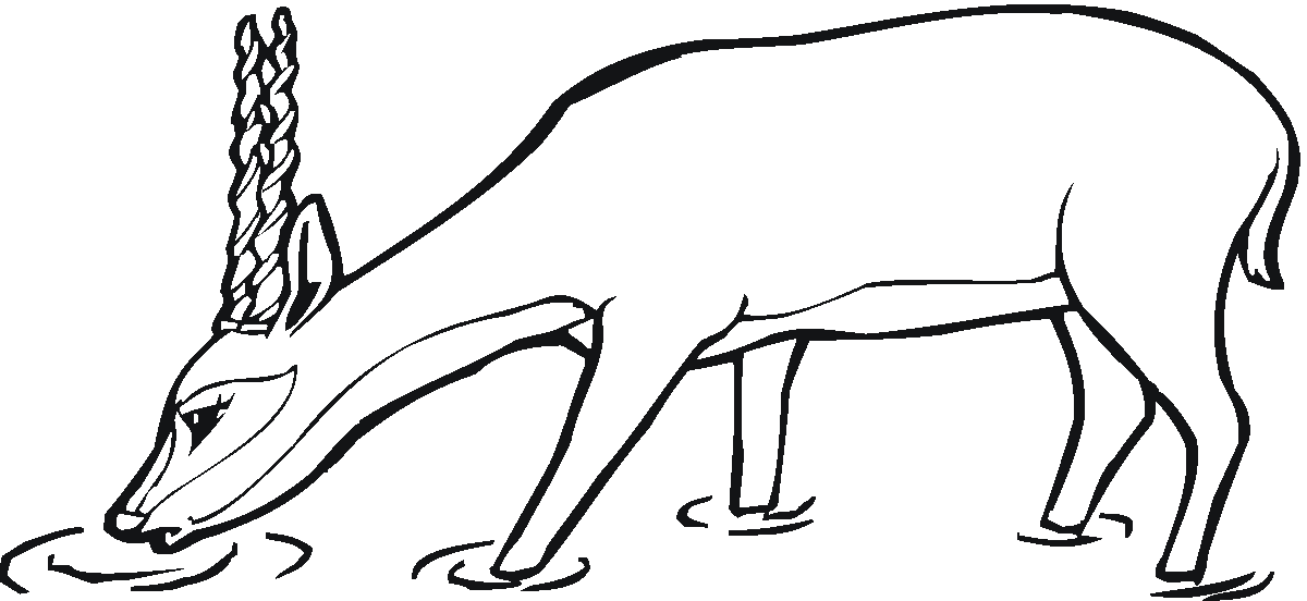 Antylopa, gazela, gnu kolorowanki